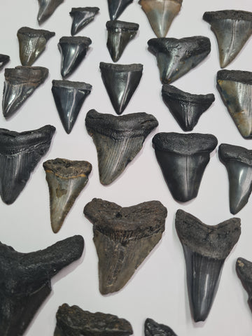 Megalodon Shark Teeth