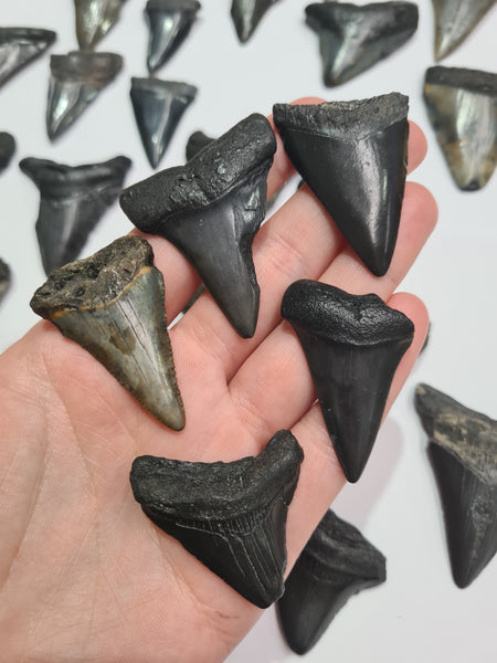 Megalodon Shark Teeth