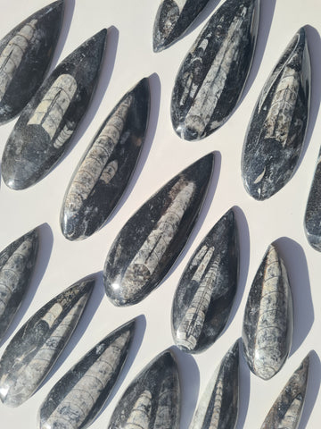 Orthoceras Fossils