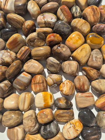 Petrified Wood Tumbled Stones
