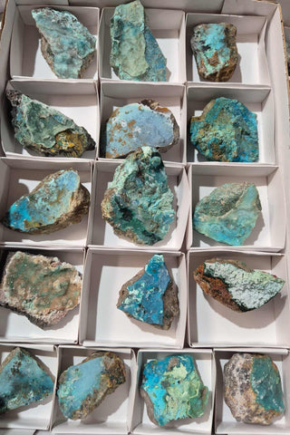 Quantum Quattro Specimens