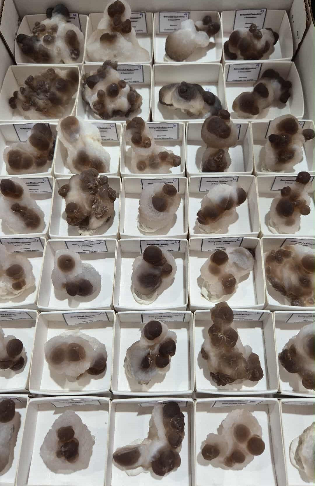 Botryoidal Brown Chalcedony Nodules