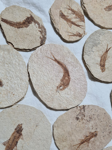 Green River Fish Fossils