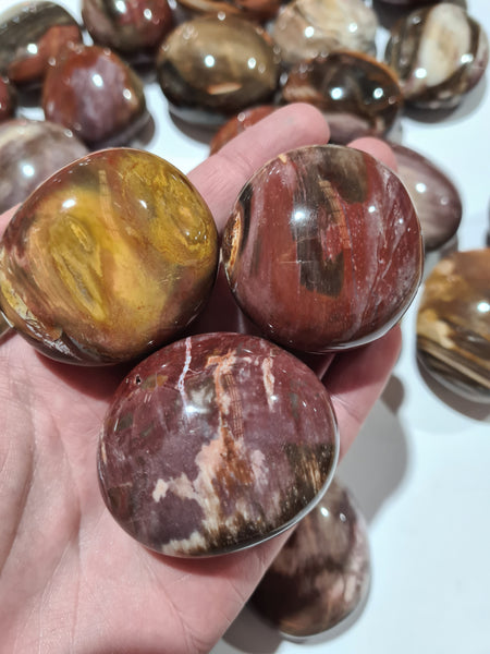 Petrified Wood Palm Stones