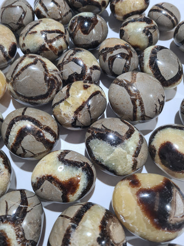 Septarian Palm Stones