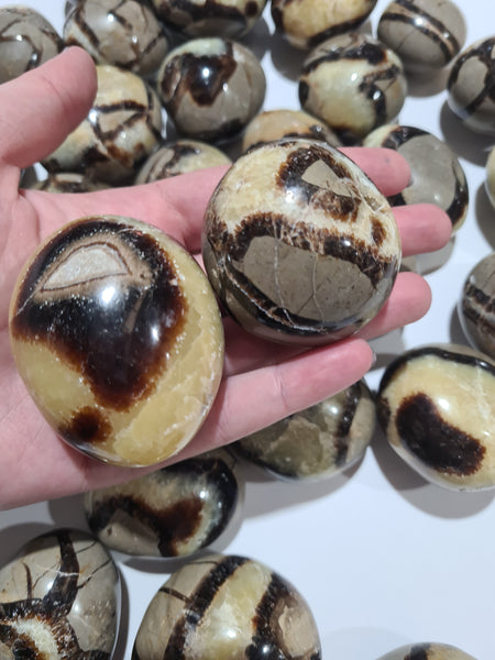 Septarian Palm Stones