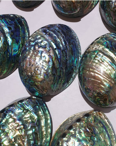 Paua / Abalone Shells