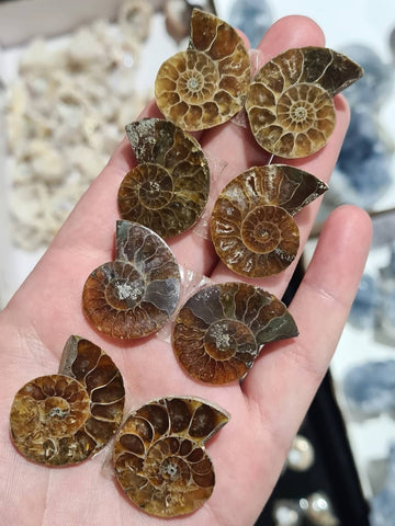 Ammonite Pair
