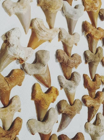 Shark Teeth